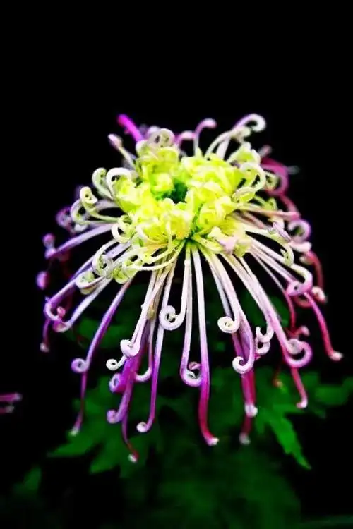 秋天最美的十种花(秋天最美的花)