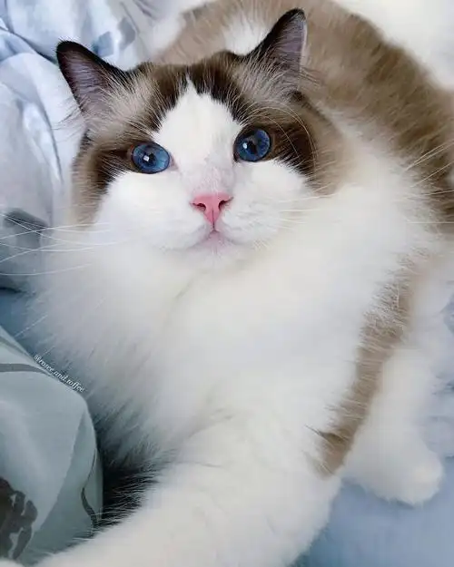 搬运ins这年头猫都比我好看系列布偶猫