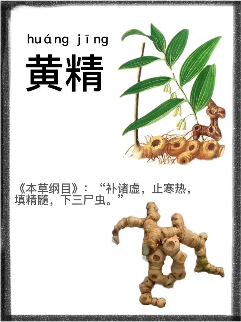 第四十三天:识《黄精》 别名:鸡头黄精,鸡头根,黄鸡菜,老虎姜,仙人