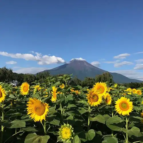 富士山脚下的向日葵,感觉生活充满阳光和力量! - 小企鹅的向往 - 图虫