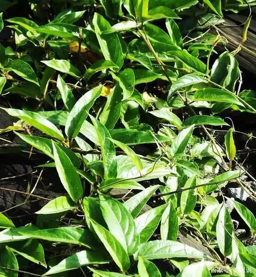 湛江吴川:二月二,人们会摘一种叫"鸡屎藤"的植物做美食