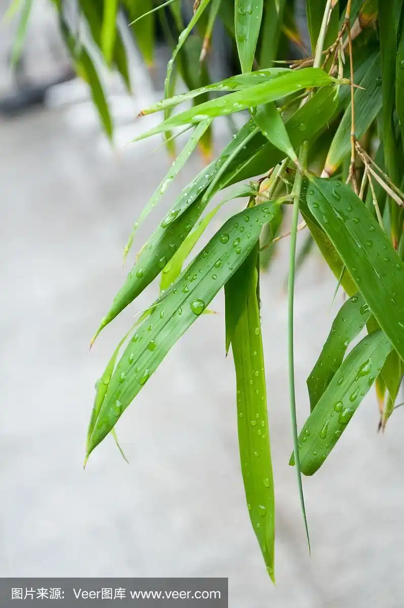 竹,街道,叶子,雨滴,垂直画幅