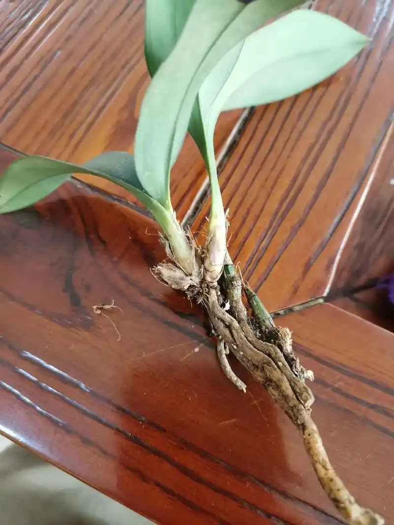 一花一草一世界 #精品兰花 #兔耳兰 这样的根还能活吗求各 - 抖音