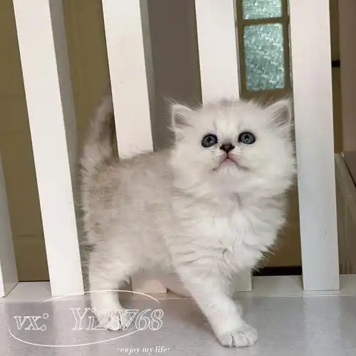 金吉拉嘉兴奶猫