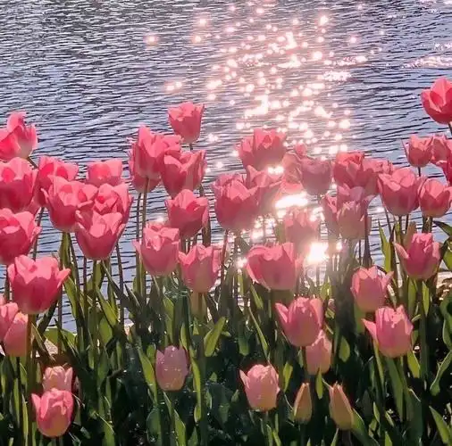 好看的朋友圈背景图 满眼喜欢#朋友圈背景图   #花束