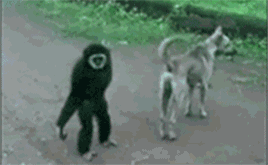 千万别惹猴子,不得了,太厉害了!哈哈哈哈