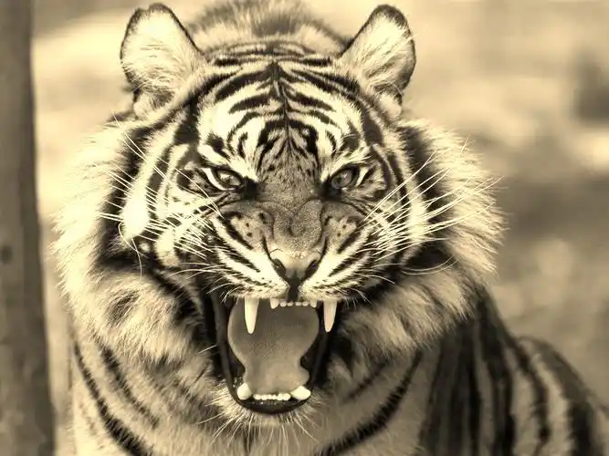 描写凶猛狗的句子100字(描写狗的语句100字左右)_齐天文学网