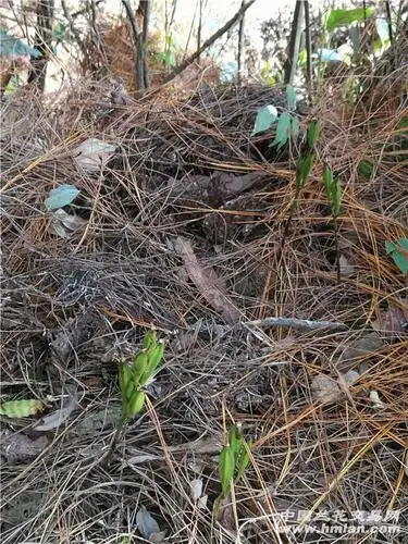 无叶兰/落叶兰-养兰环境-中国兰花交易网社区