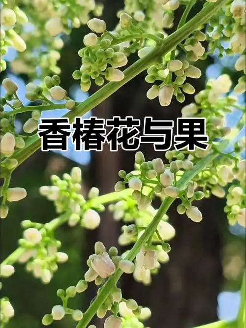 香椿花开,香气扑鼻,果实成熟时籽会掉落