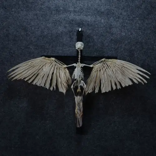 烹饪和餐饮用品 制作                   自由的骨头主营:标本 骨