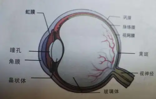 首先我们先看一下下面这张图,简单了解一下眼睛的结构.