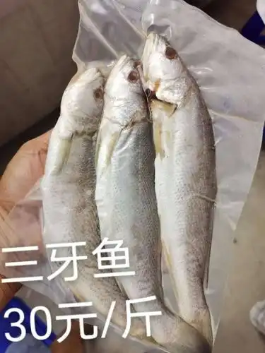 一夜埕三牙鱼[玫瑰] 30元一斤(2～3条装)