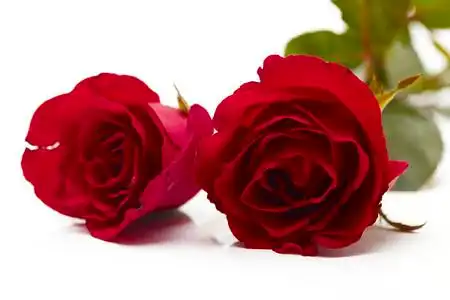 红玫瑰与干白色背景上的两朵红玫瑰, 爱情与婚姻的概念, 设计的空白