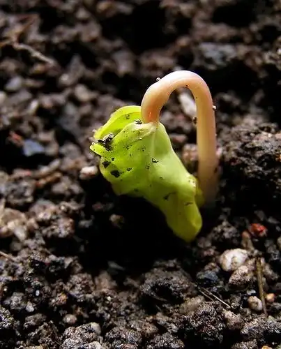 牵牛花成长的日记(二)