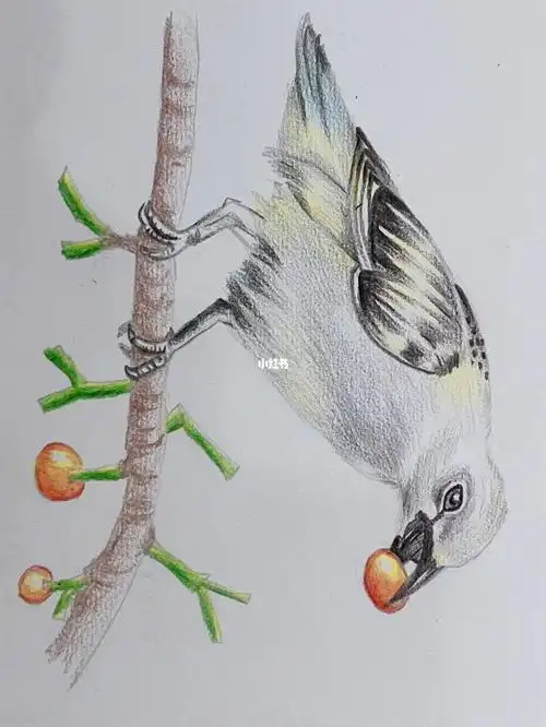 彩铅山雀颜色简单易学