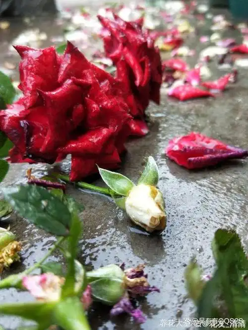 玫瑰花随风开放