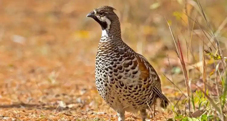 东北飞龙是什么动物