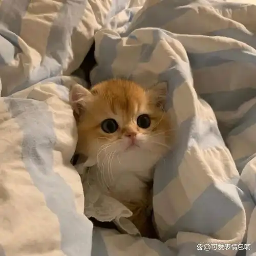 头像丨适合永久不换的微信头像