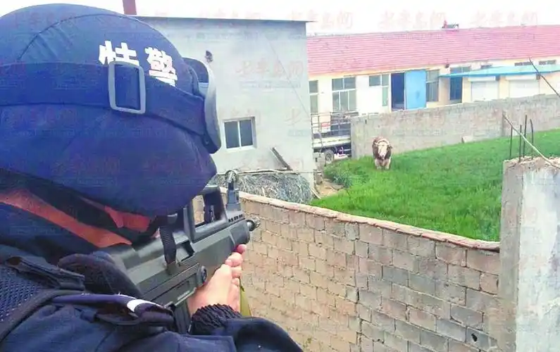 特警瞄准黄牛实施击毙.