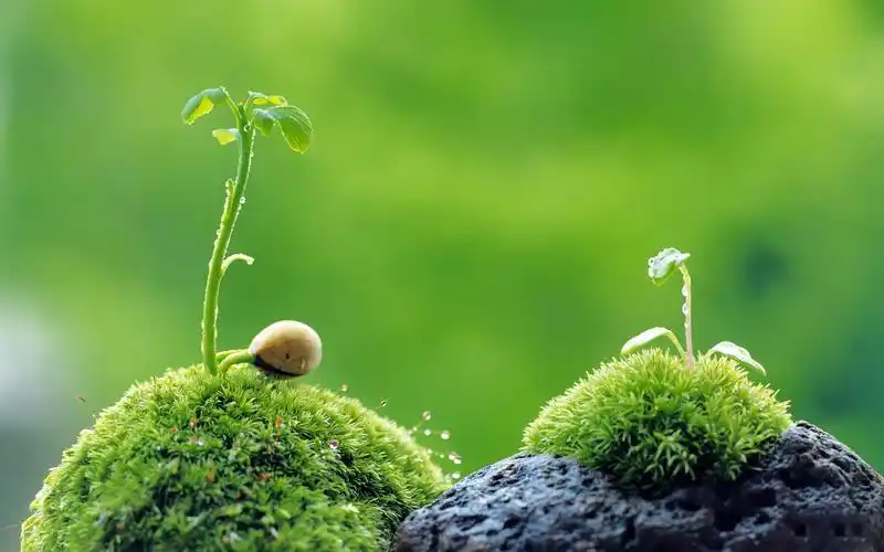 充满生机的绿色嫩芽植物风景桌面壁纸