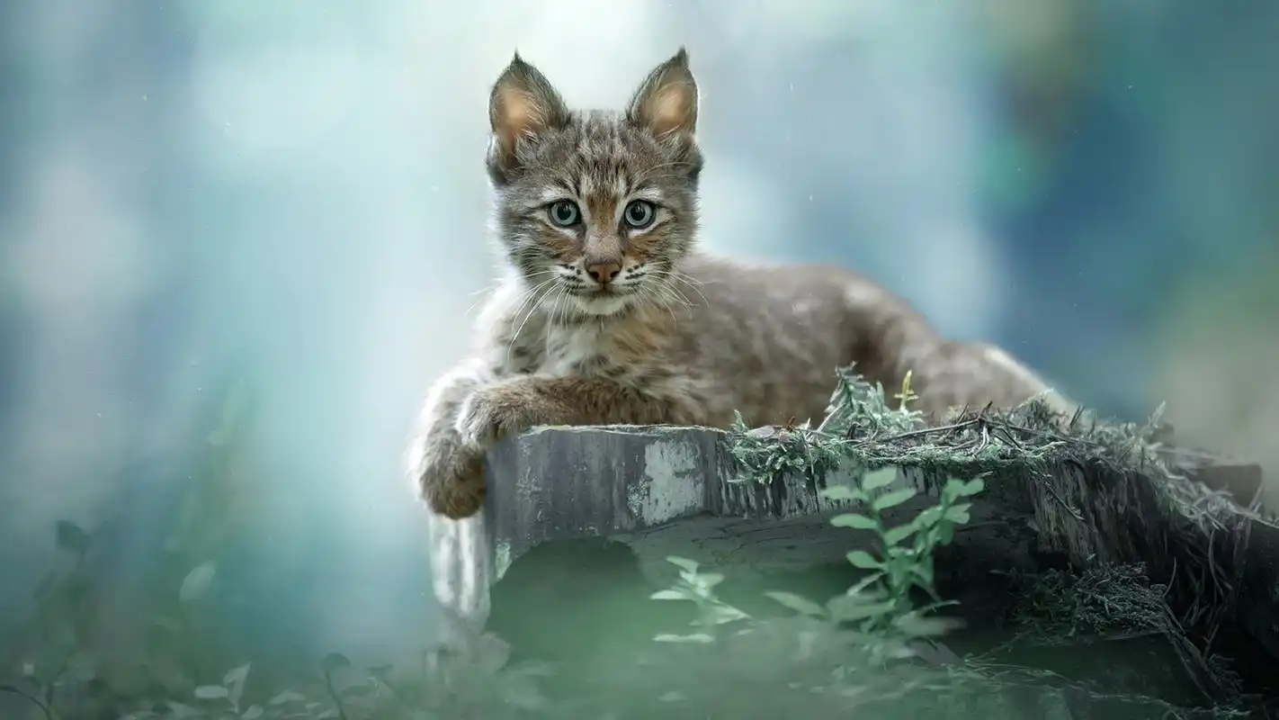 15萌宠壁纸分享1