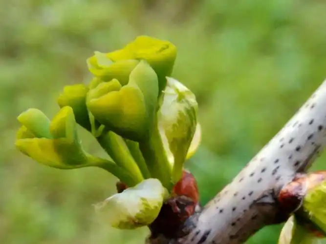 桃花开了,桃花开了