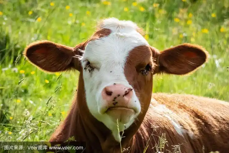 可爱的小牛幼崽肖像.