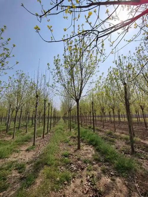白蜡 济宁小叶白蜡树形优美 批发速生白蜡树