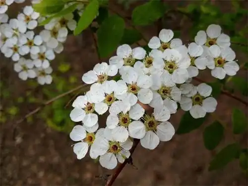 百花园单瓣李叶绣线菊