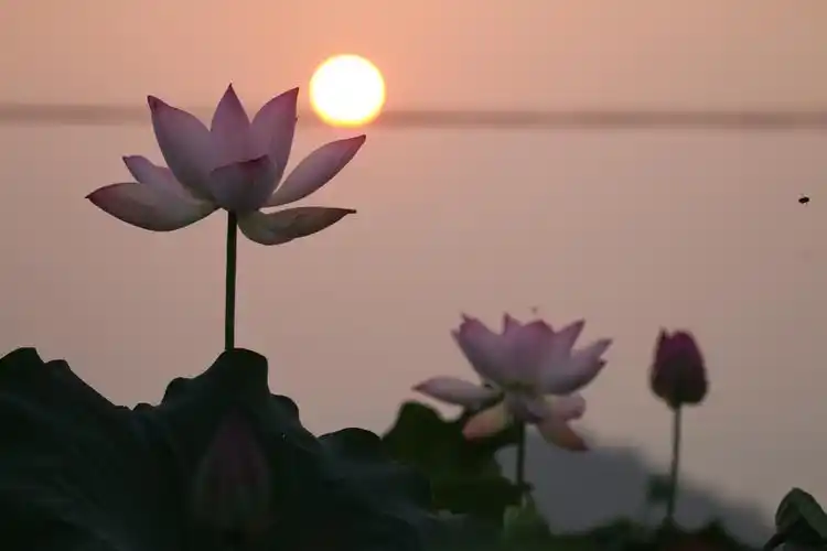 兰溪常满塘,日出荷花香.