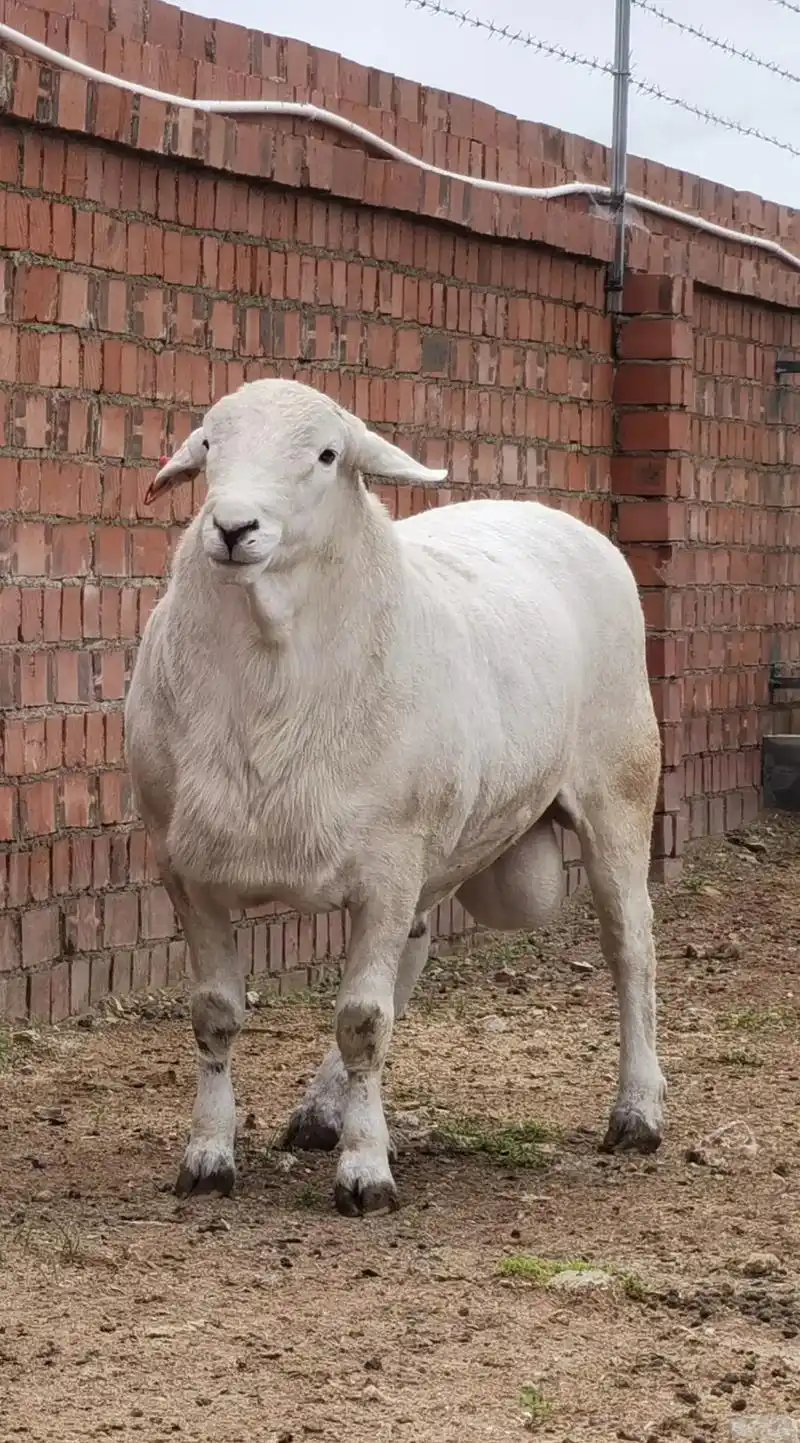 红标核心群澳洲白种公羊.#澳洲白绵羊 #澳洲白绵羊 #养羊加 - 抖音