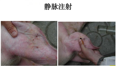 政策行情 全程图解给猪打针!