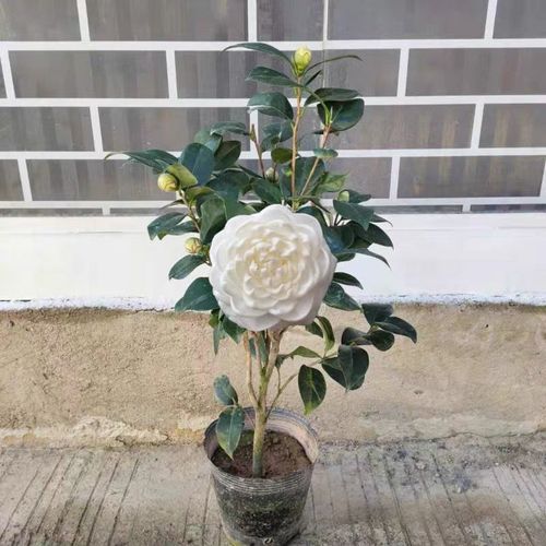 东方亮茶花纯白乳白色品种白雪塔山茶花珍贵名贵品种室内庭外盆栽