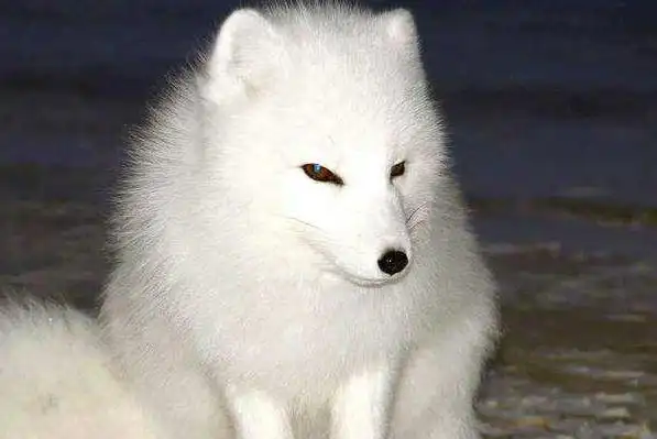 心理学:4个狐狸的眼睛,哪一个能魅惑人心?测你今生有多少暗恋者