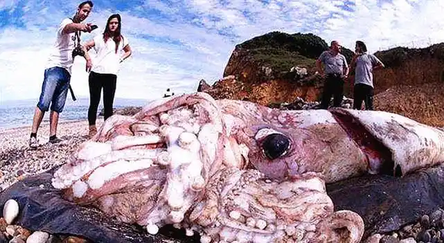 世界上"最大"鱿鱼,海里攻击不容忽视,它的天敌是抹香鲸!