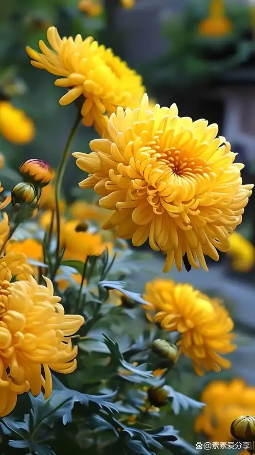 🌼秋天的早晨漫步菊花园中,被那片五彩斑斓的菊花深深吸引.