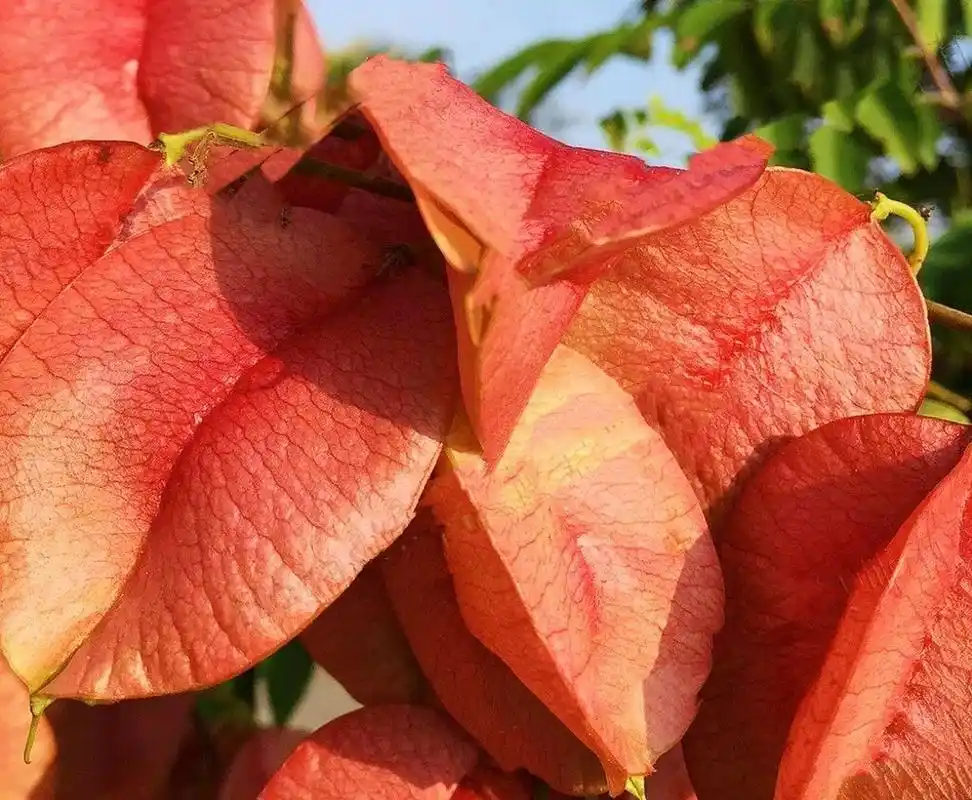 98复羽叶栾树花语:奇妙震撼,绚烂一生.