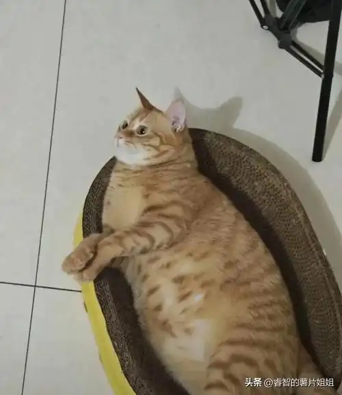 圆的像球|猫咪|仓鼠|小宠物_网易订阅