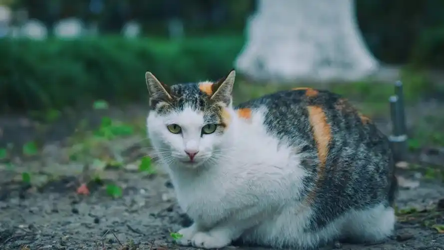 安装元气桌面,海量壁纸一键设置尺寸:3840x2160体积:2.