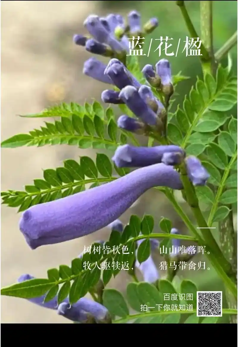 蓝花楹,是紫葳科蓝花楹属的落叶乔木,叶对生,小叶椭圆状披针形 - 抖音