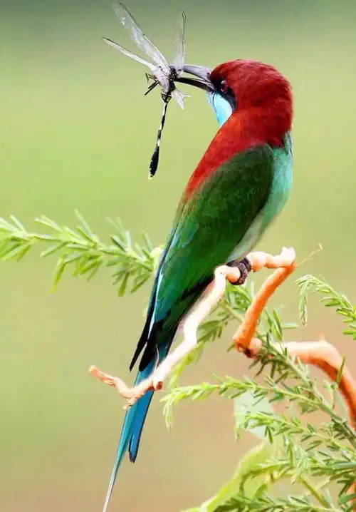 中国十大最漂亮的鸟出场就万众瞩目见过3种的人都是幸运儿