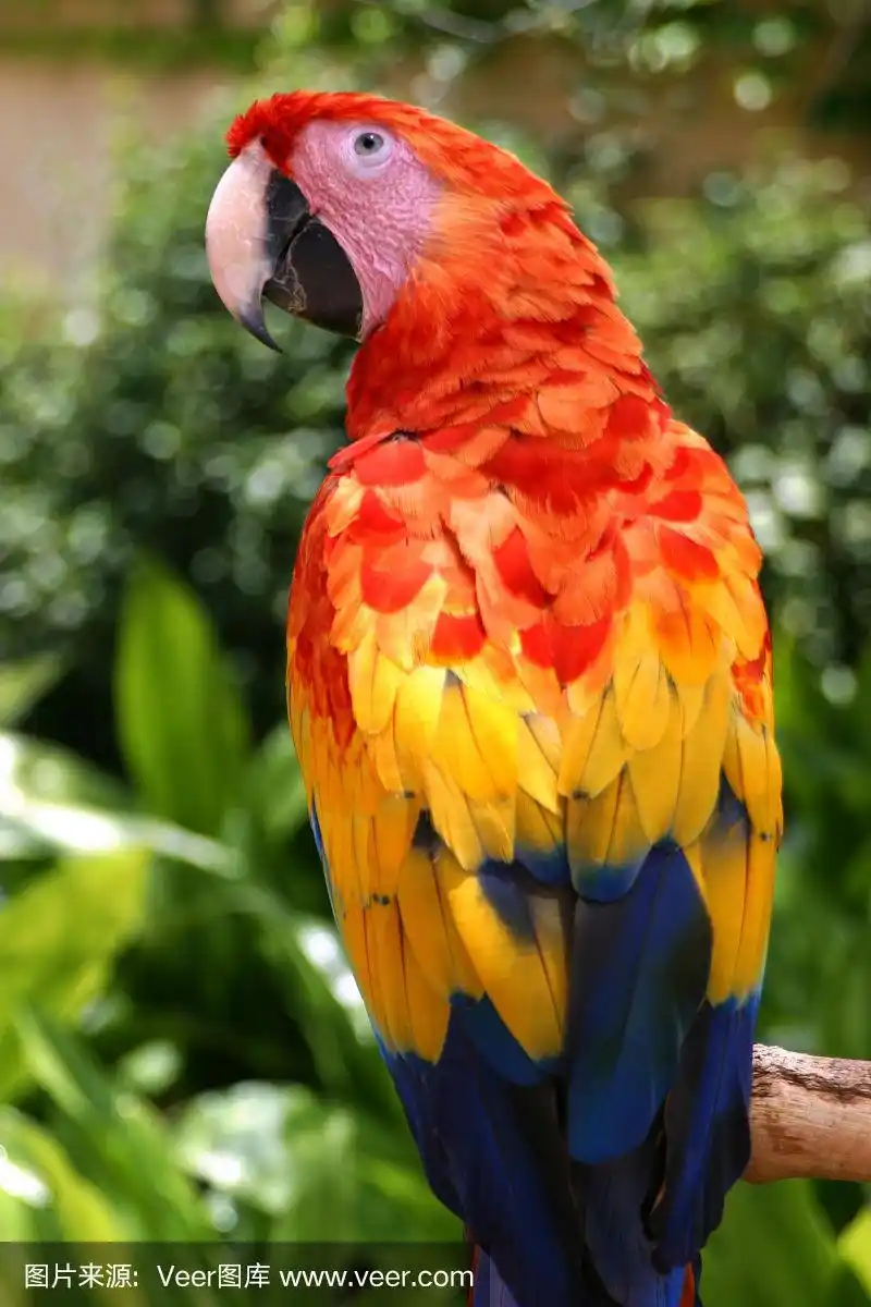 猩红色金刚鹦鹉,垂直画幅,热带鸟,亚马逊地区,无人