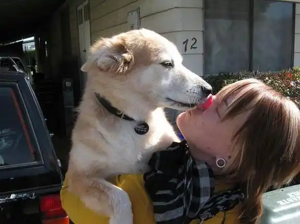 狗狗撒娇要女主人抱抱(躺在女主人怀里撒娇的狗)-艾拉养犬