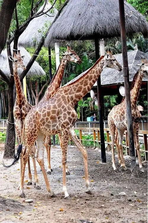 长隆野生动物园亲子游出行攻略