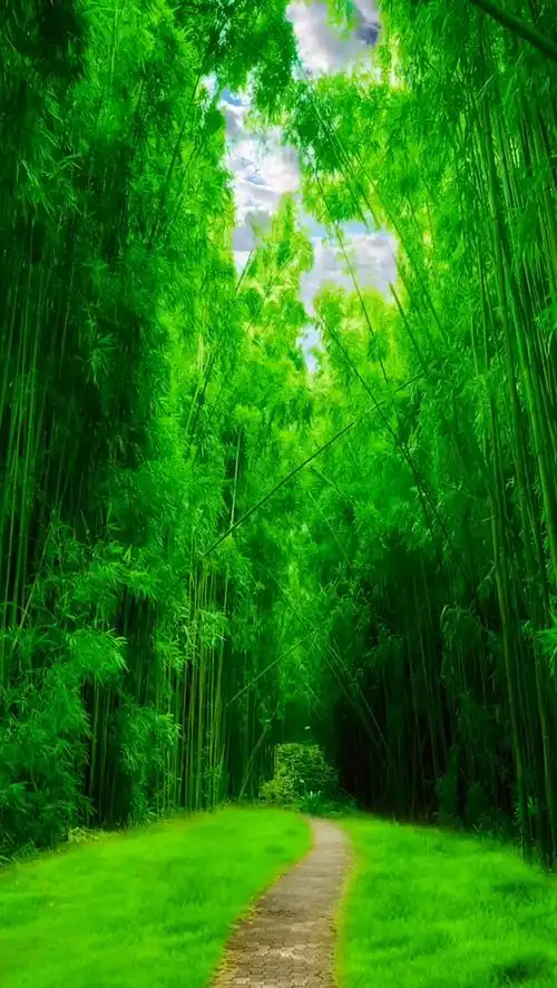 唯美意境 #竹林