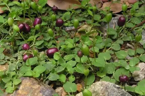 农村这种野草名字很少人知道对治疗跌打扭伤有帮助