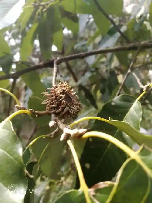 栓皮栎,感觉像一颗橡子树,这时脑海里浮现出动画片《冰河时代》里的那