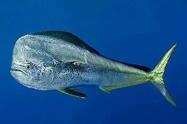 名字奇怪的鬼头刀鱼,美味和营养它都有