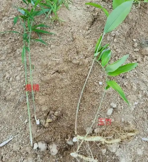 黄精和玉竹的区别有哪些?简单几点轻松分辨
