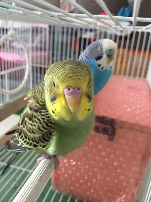 求高手帮我辨认这两只云斑鹦鹉那只是雌鸟,雄鸟?先谢谢了!